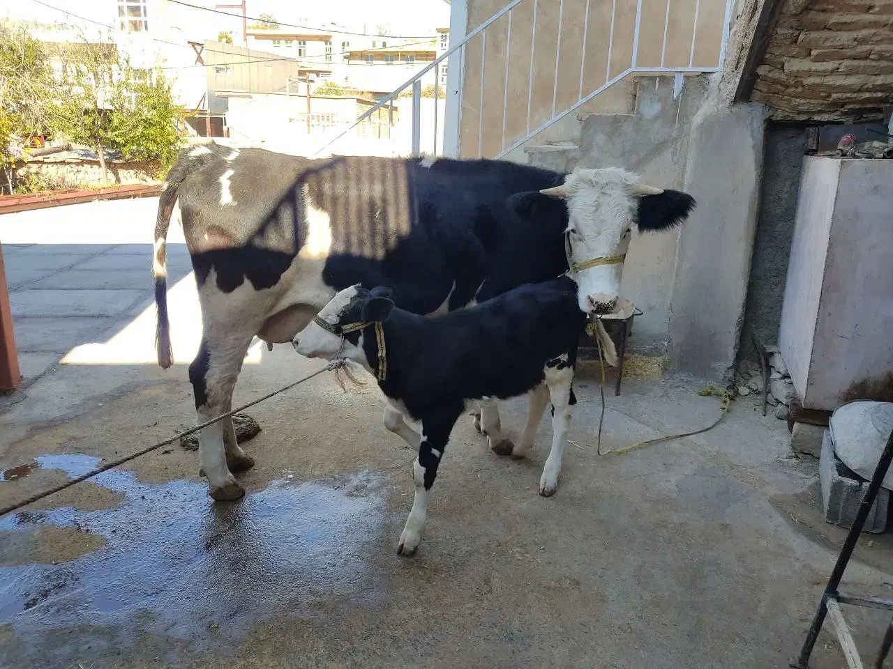 گاو گوساله سیمینتال ماده|حیوانات مزرعه|سرپل ذهاب, |دیوار