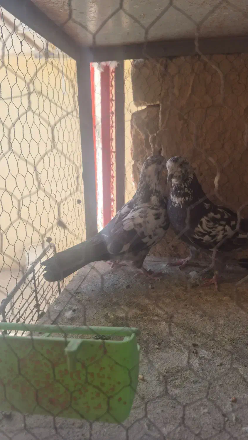 کفتر کله ماستی پرشی|پرنده|خمینی‌شهر, |دیوار