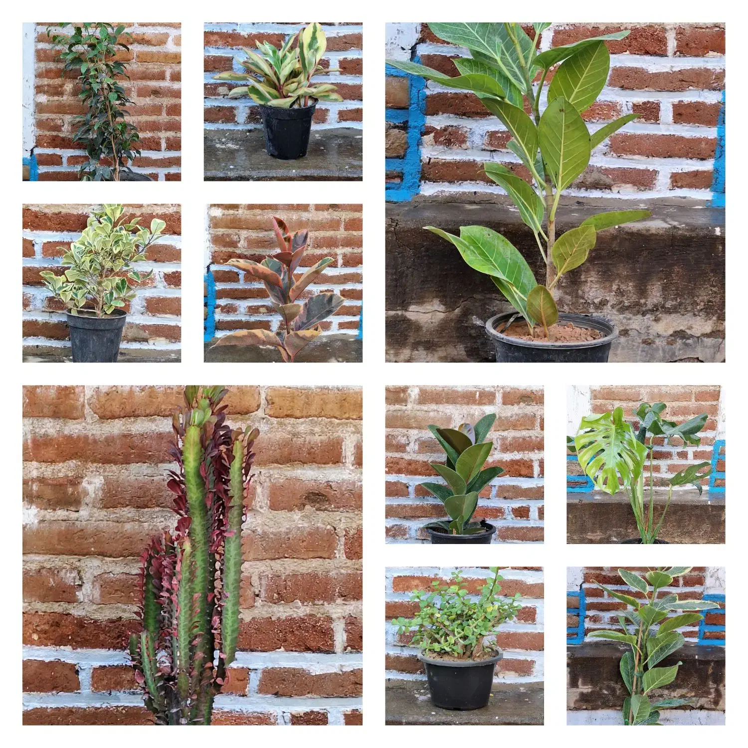 گل اپارتمانی|گل و گیاه طبیعی|سنندج, |دیوار