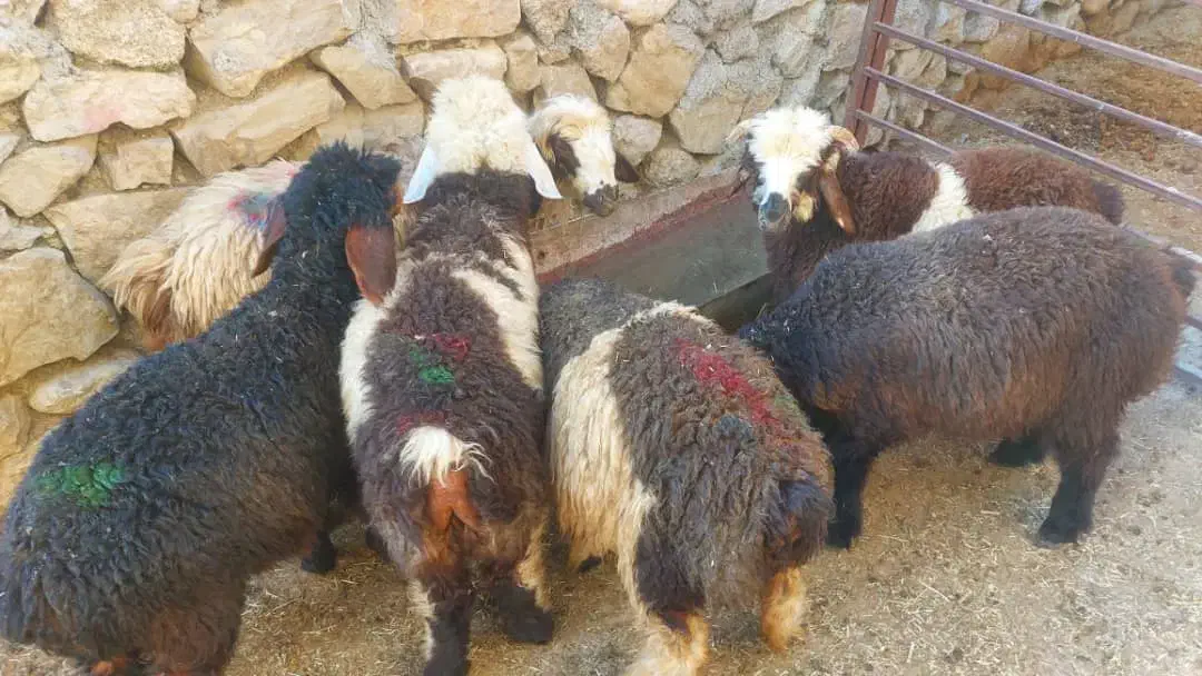 6 بره|حیوانات مزرعه|شیراز, کفترک|دیوار