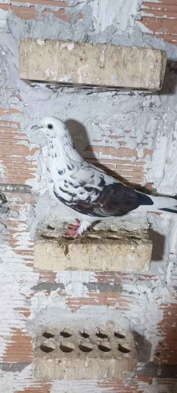 پول لازم|پرنده|دلند, |دیوار