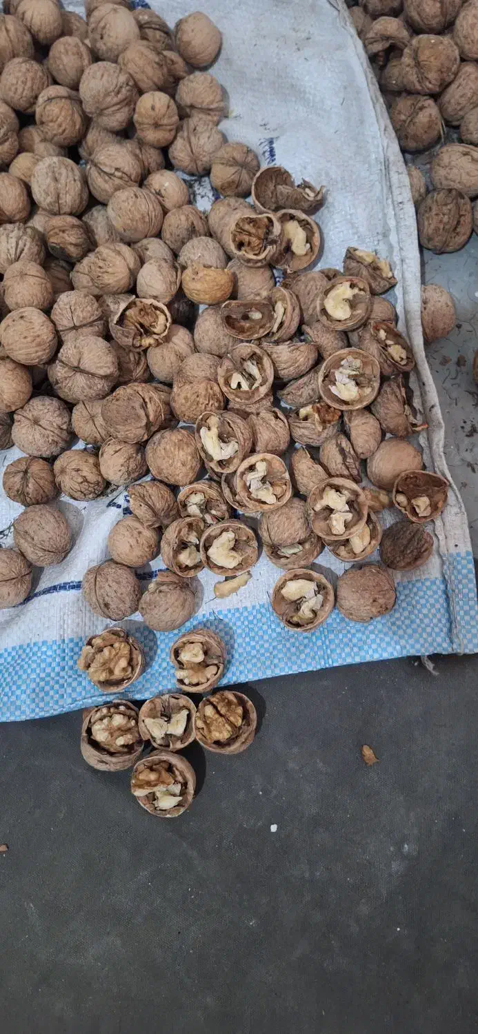 گردو|خوردنی و آشامیدنی|مشهد, شهید علی محمدی|دیوار