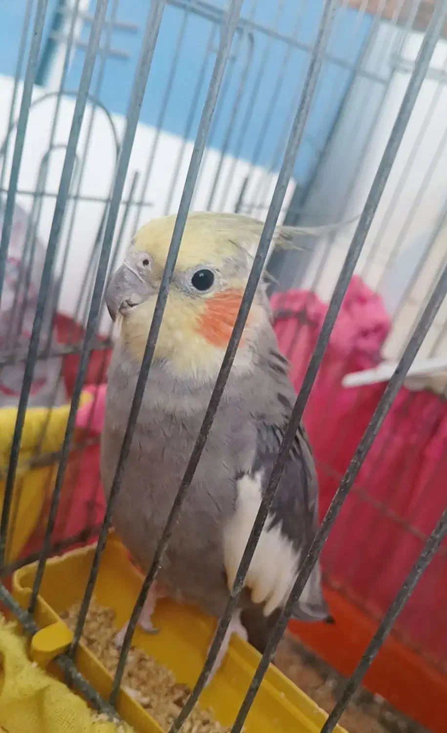 عروس هلندی|پرنده|رامشیر, |دیوار