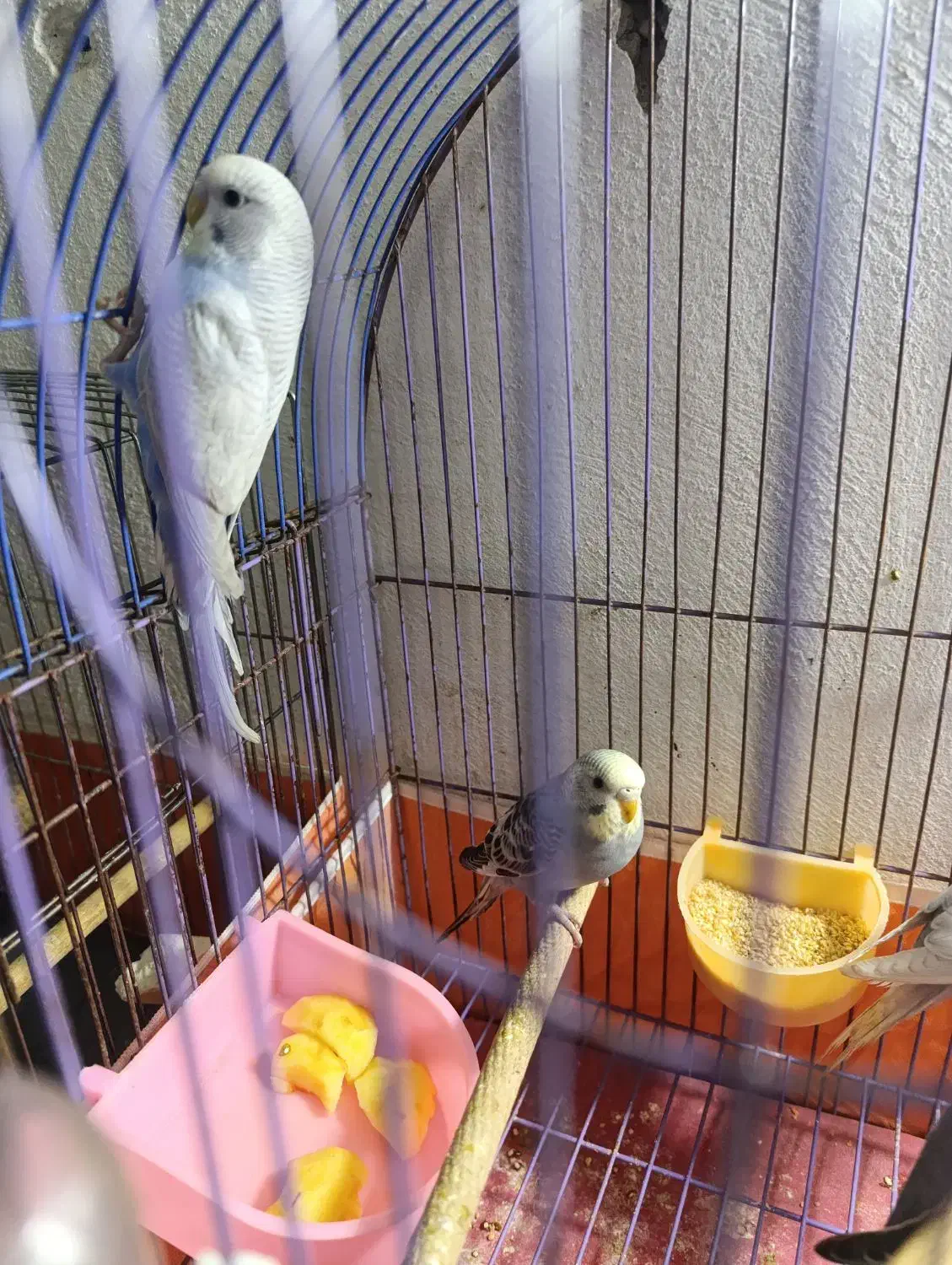 مرغ عشق|پرنده|قم, شهر قائم|دیوار