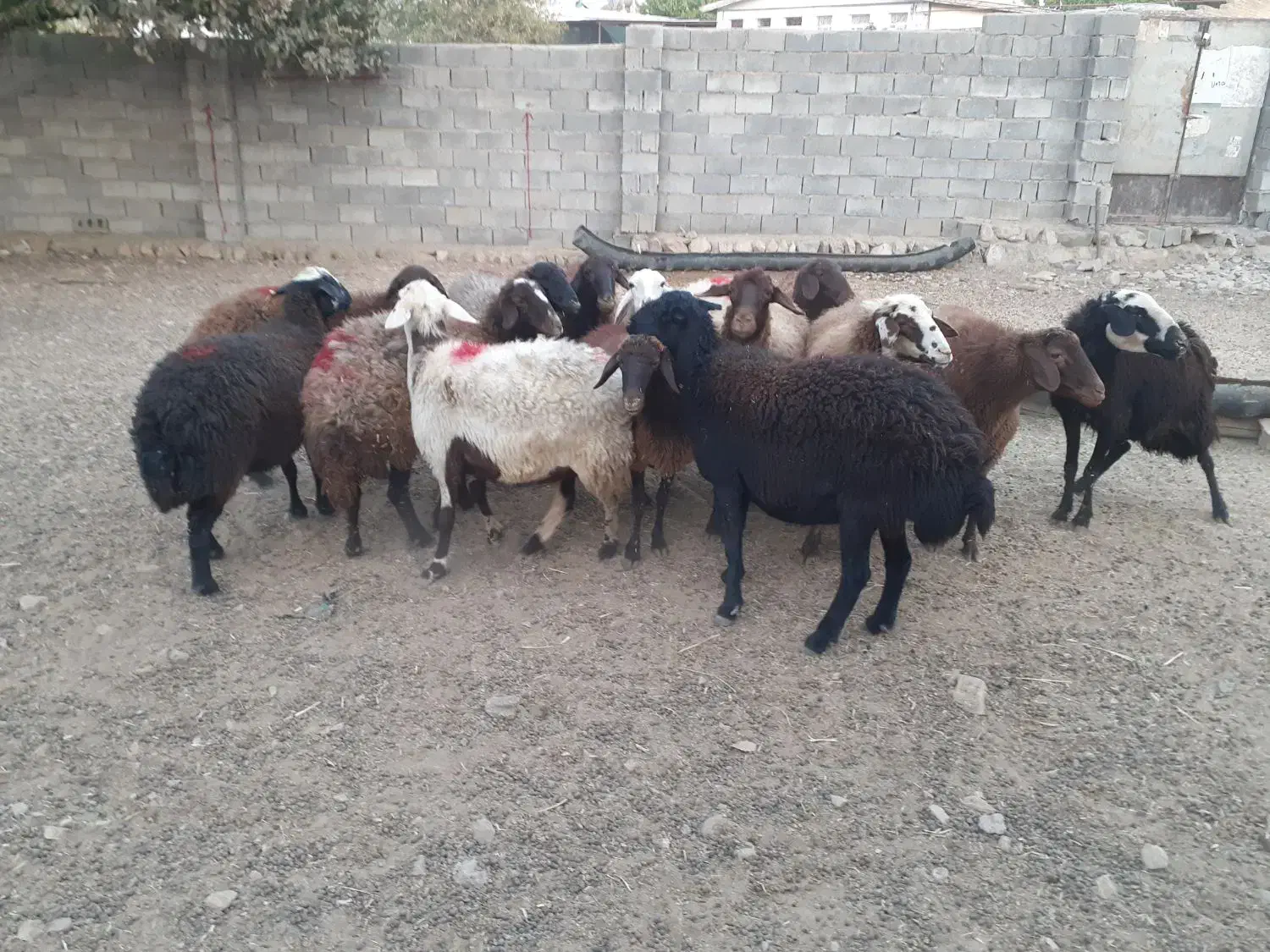 ۱۲ گوسفند|حیوانات مزرعه|چگنی, |دیوار