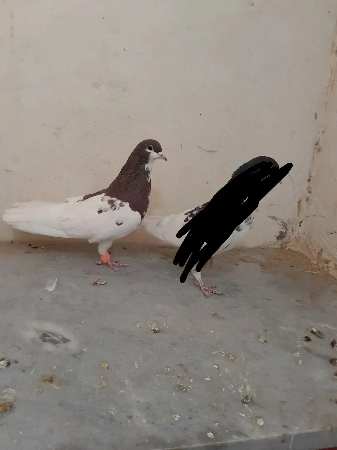 ساده افشون|پرنده|سبزوار, قصبه شرقی|دیوار