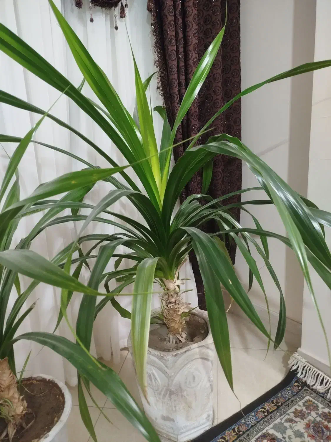 گل طبیعی|گل و گیاه طبیعی|طرقبه, |دیوار