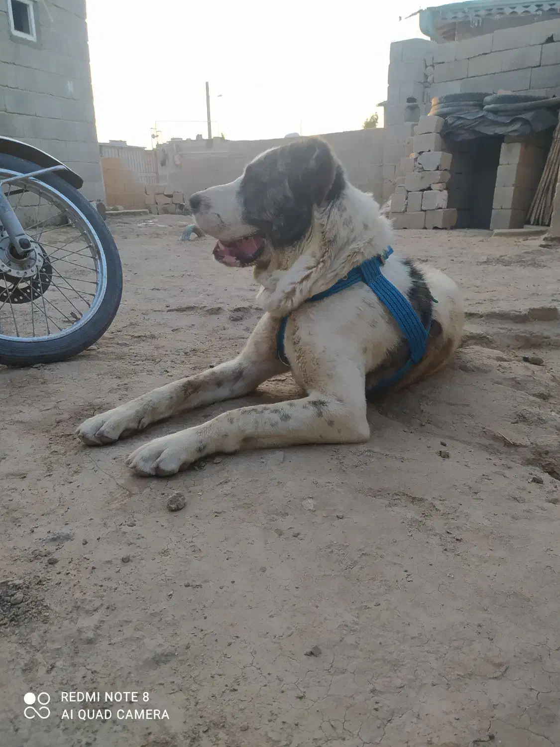 سگ الابای|سگ|گنبد کاووس, |دیوار