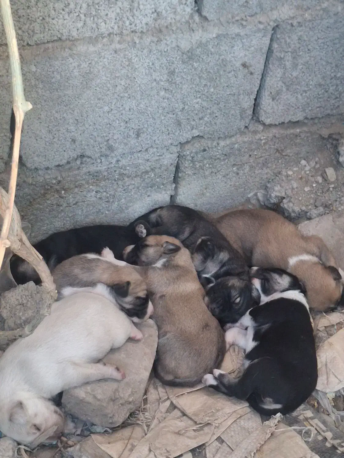 واگذاری توله سرابی|سگ|ایرانشهر, |دیوار