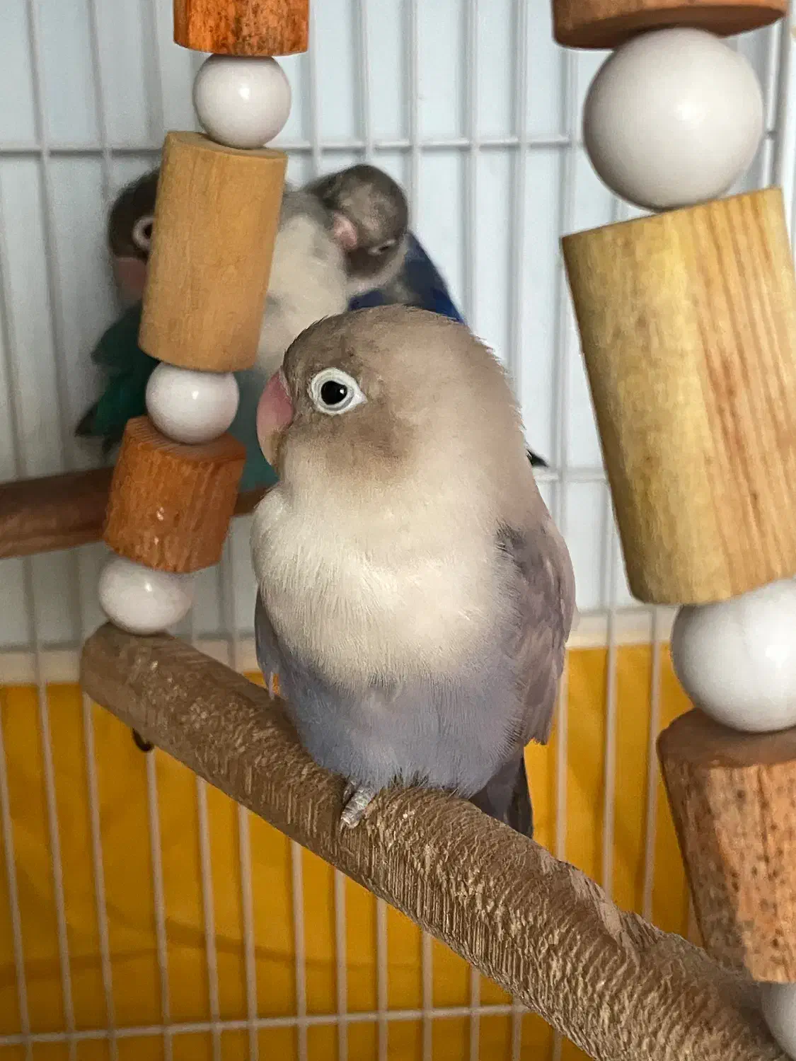 طوطی برزیلی فیشر|پرنده|شهریار, شهریار|دیوار