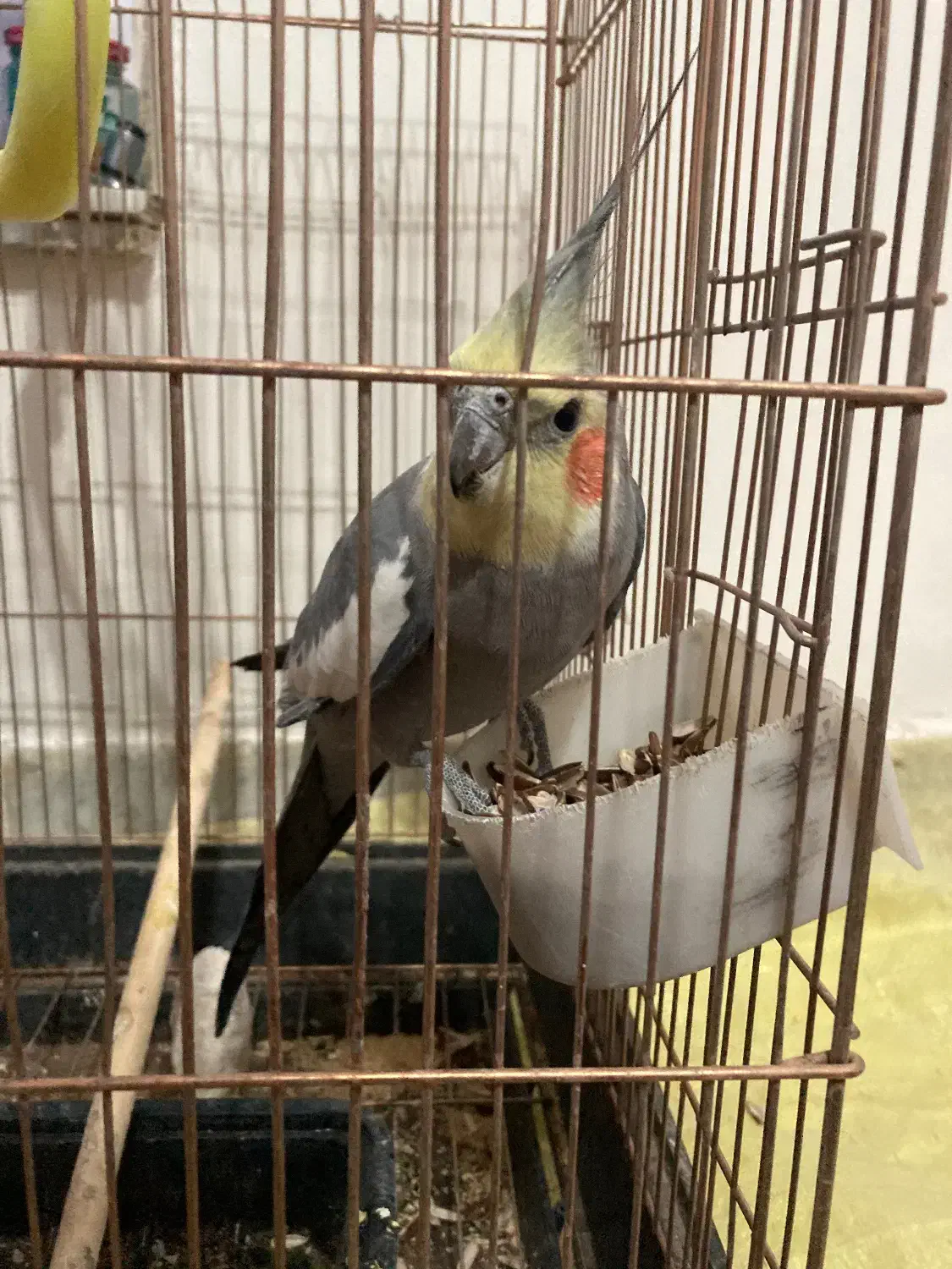 عروس هلندی نر|پرنده|قائن, |دیوار