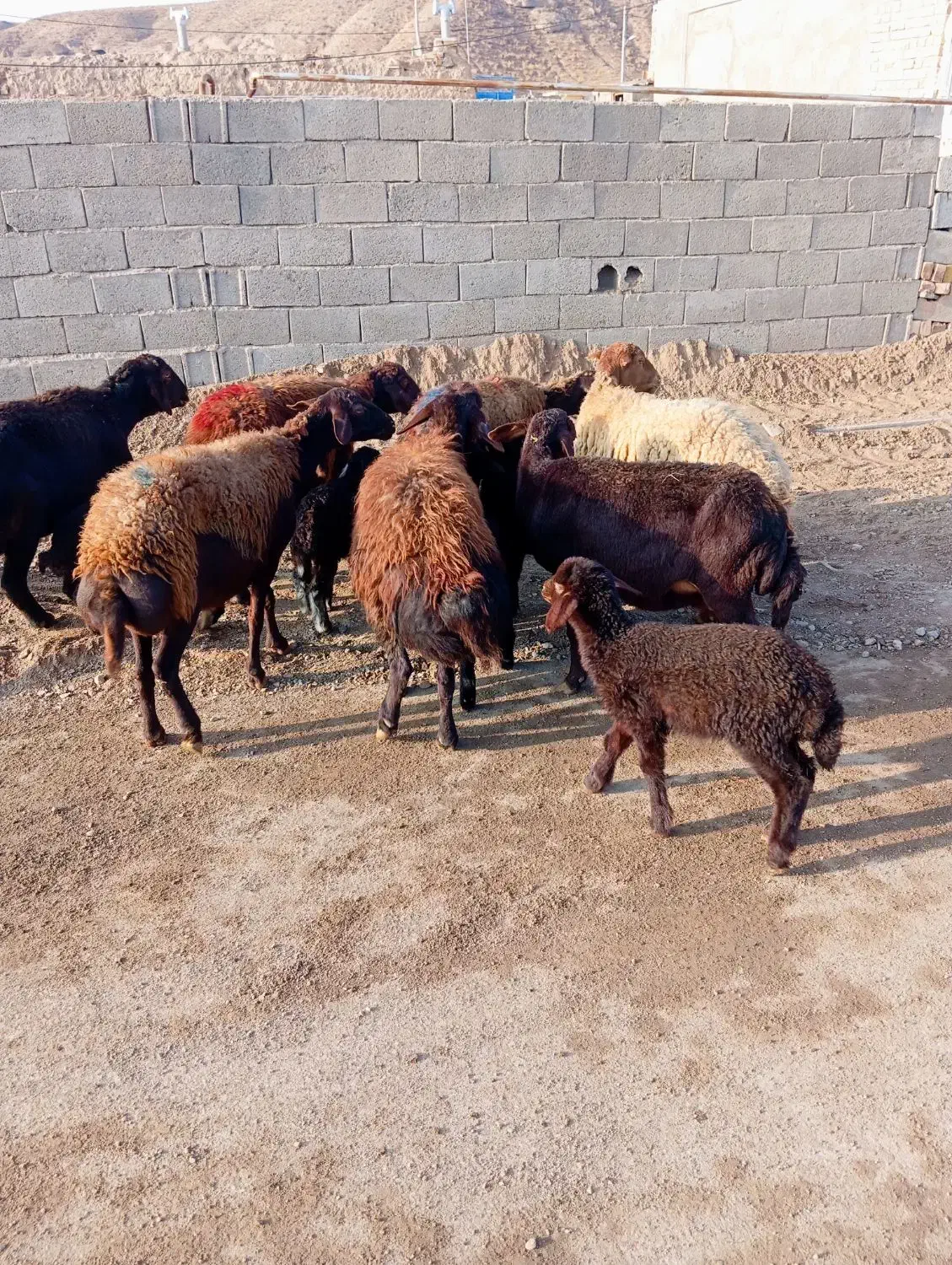 میش زاییده|حیوانات مزرعه|تربت جام, جامرود|دیوار