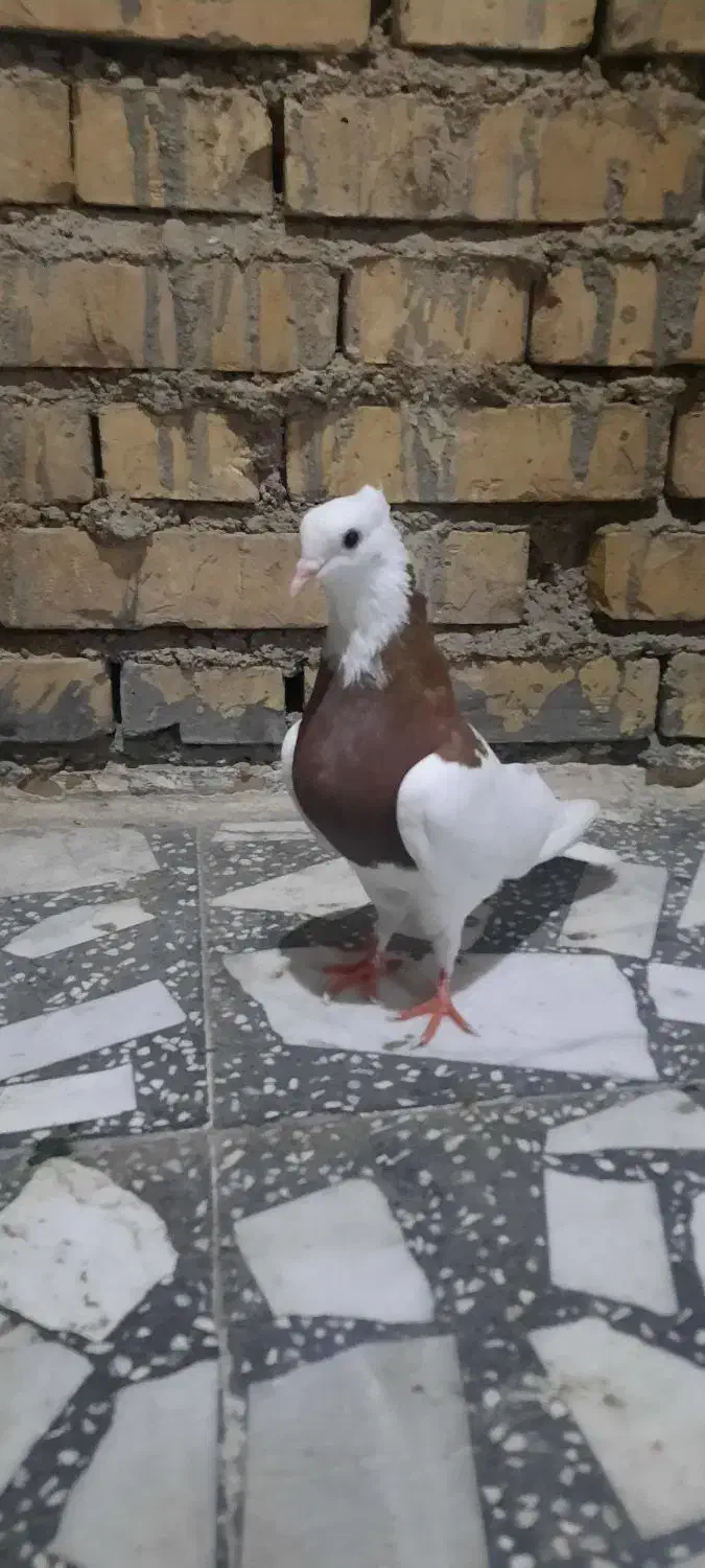 تعدادی طوقی|پرنده|شوش, |دیوار