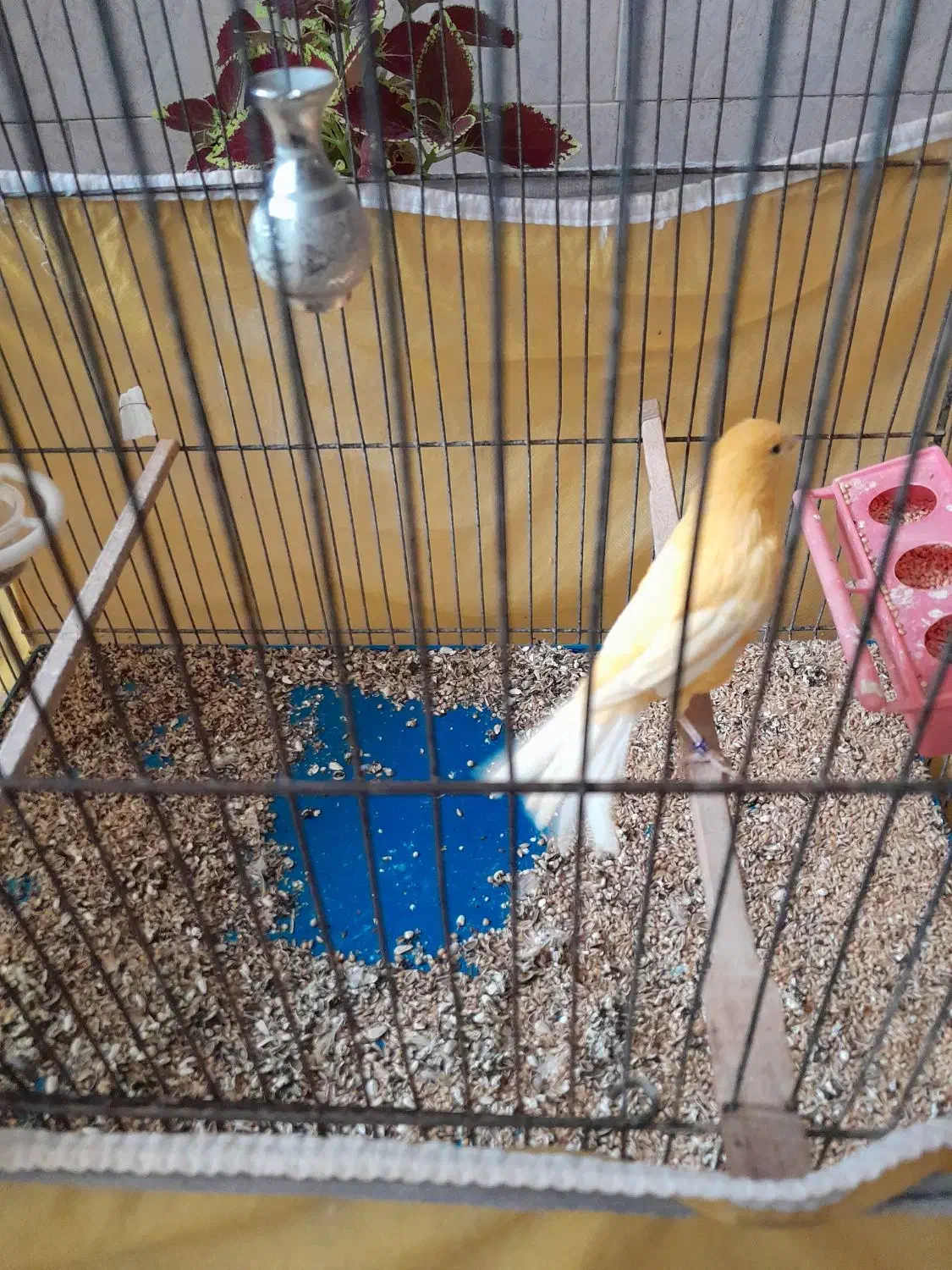 قناری سرخ ماده|پرنده|اصفهان, جاوان|دیوار