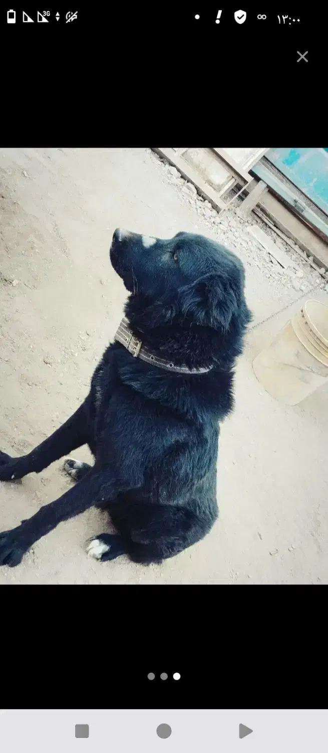 سگ پاکوتاه|سگ|چترود, |دیوار