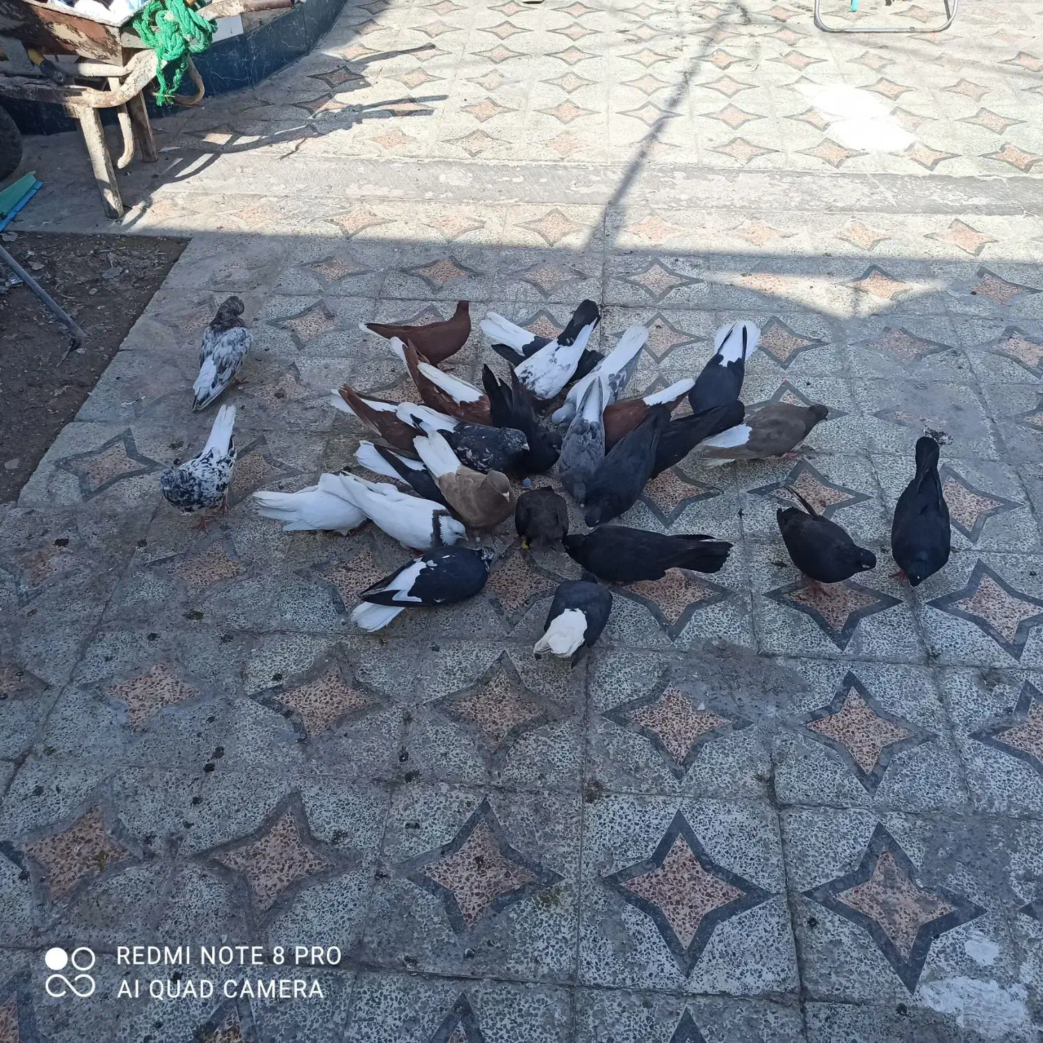 کفتر رنگی|پرنده|خرمشهر, |دیوار