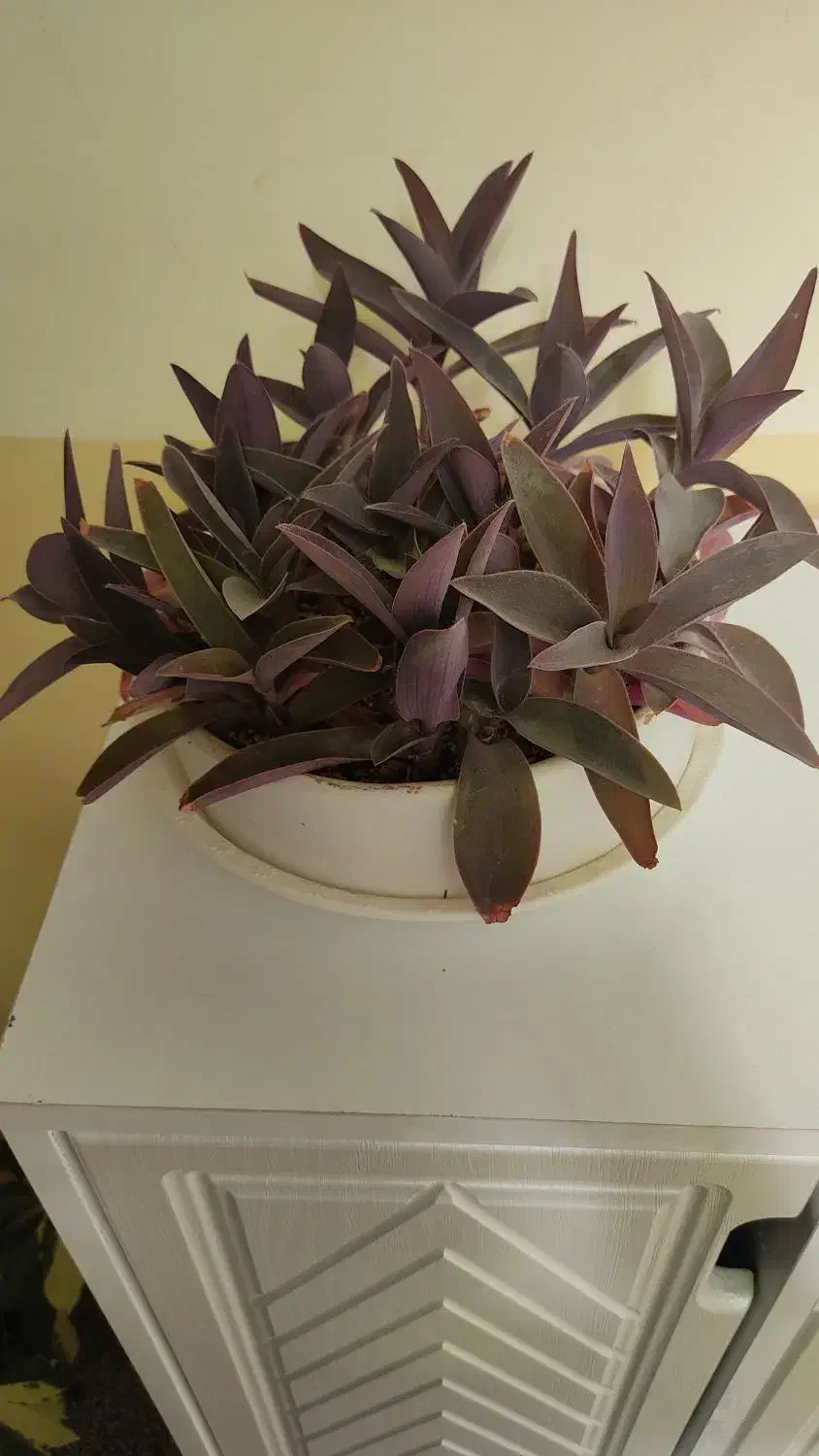 گل طبیعی وسرحال|گل و گیاه طبیعی|روانسر, |دیوار