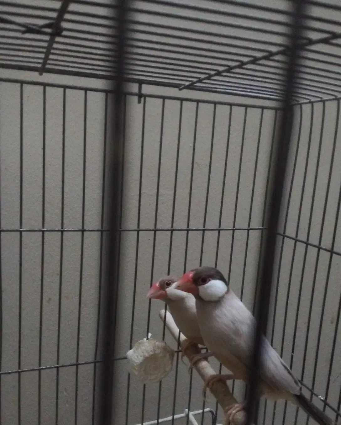 فنچ مولد شکلاتی|پرنده|تهران, شیخ هادی|دیوار