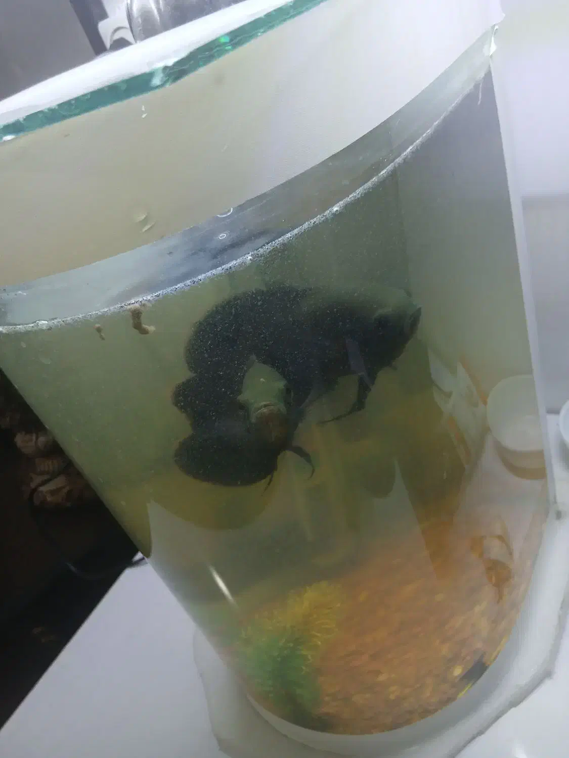 آکواریوم|ماهی|اردبیل, |دیوار