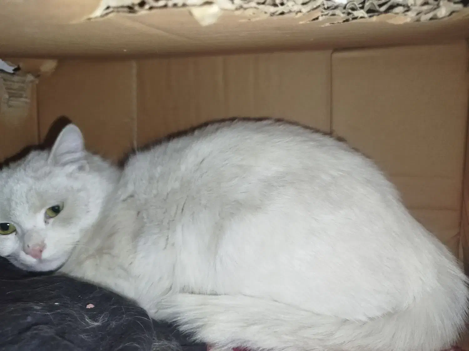 گربه|گربه|زنجان, |دیوار