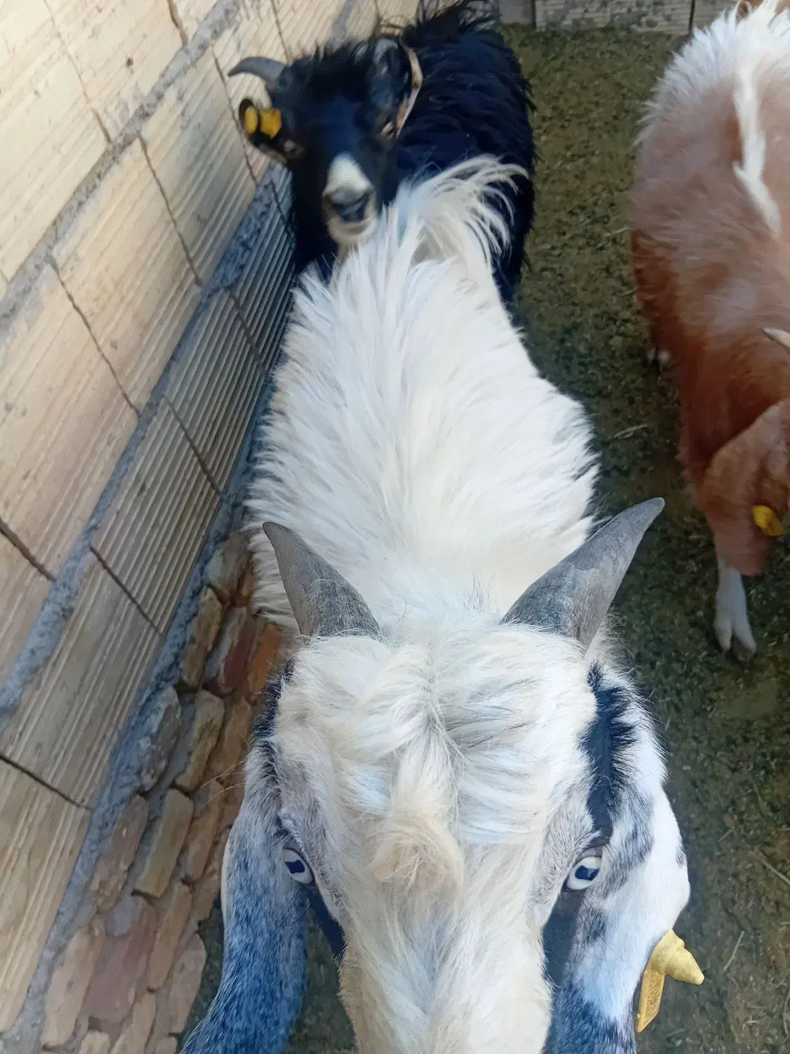 کره نر|حیوانات مزرعه|یزد, |دیوار