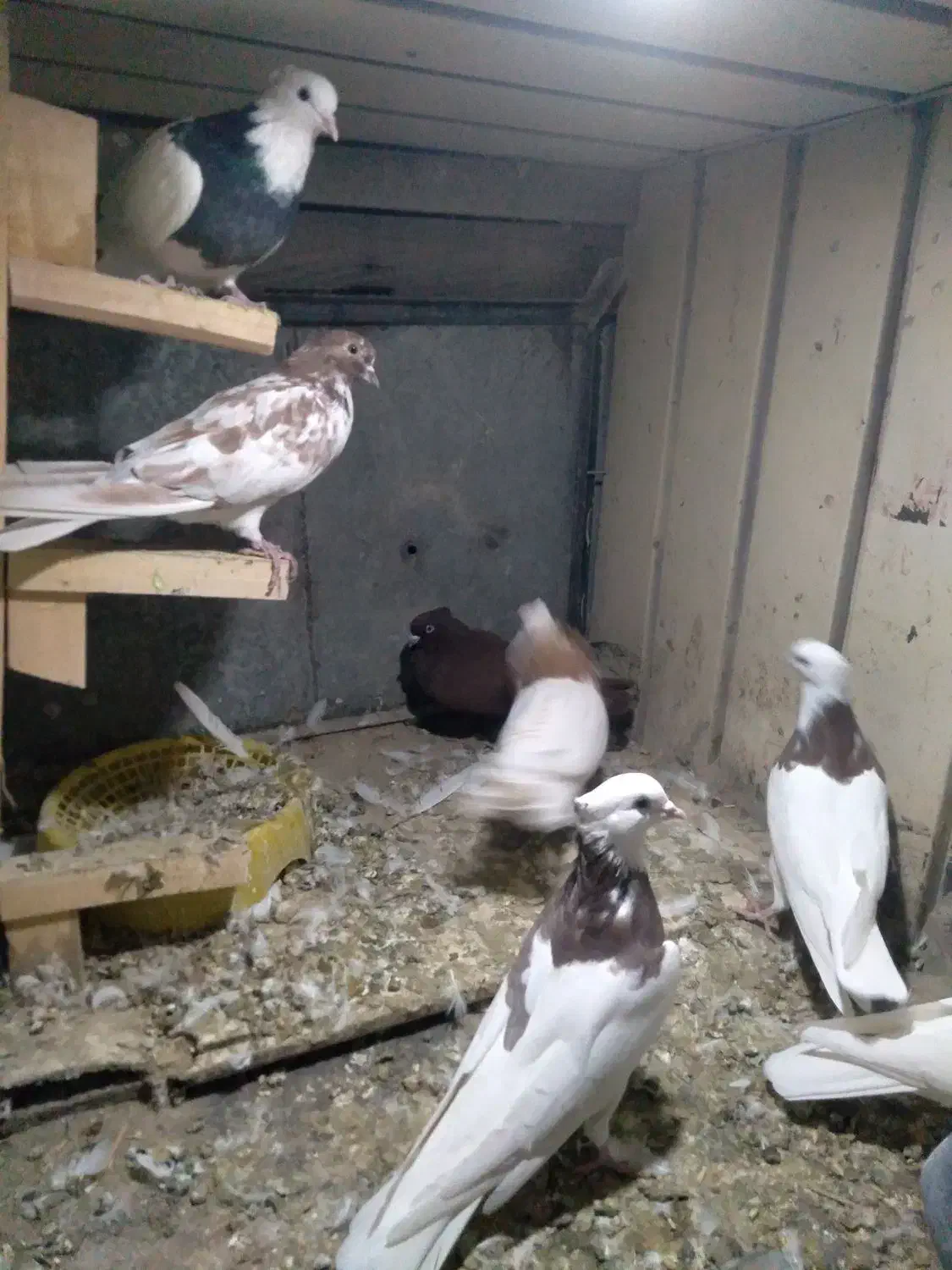 چندعددطوقی با یه ماده سرخ خونی|پرنده|شیروان (لرستان), |دیوار