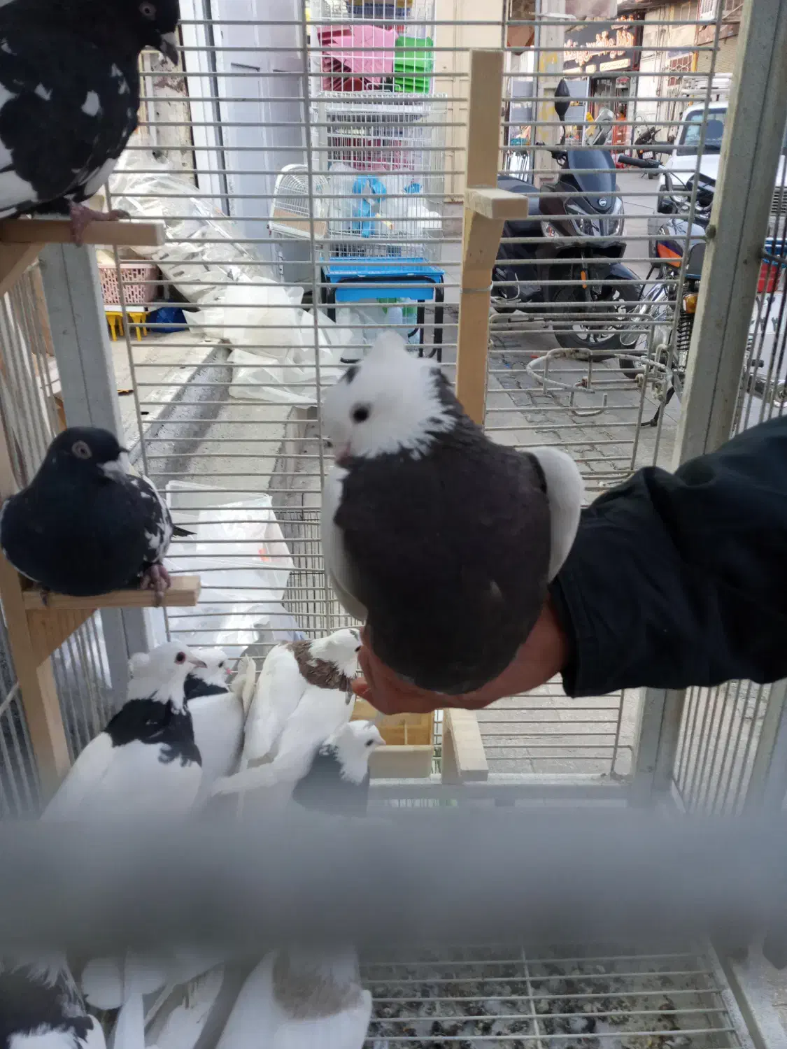 کفترطوقی|پرنده|شیراز, لب آب|دیوار