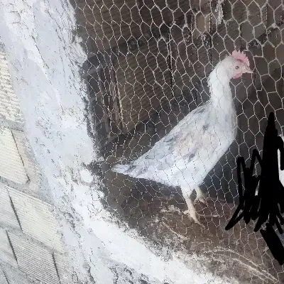 جوجه خروس دورگه گلین لری و محلی|حیوانات مزرعه|یزد, |دیوار