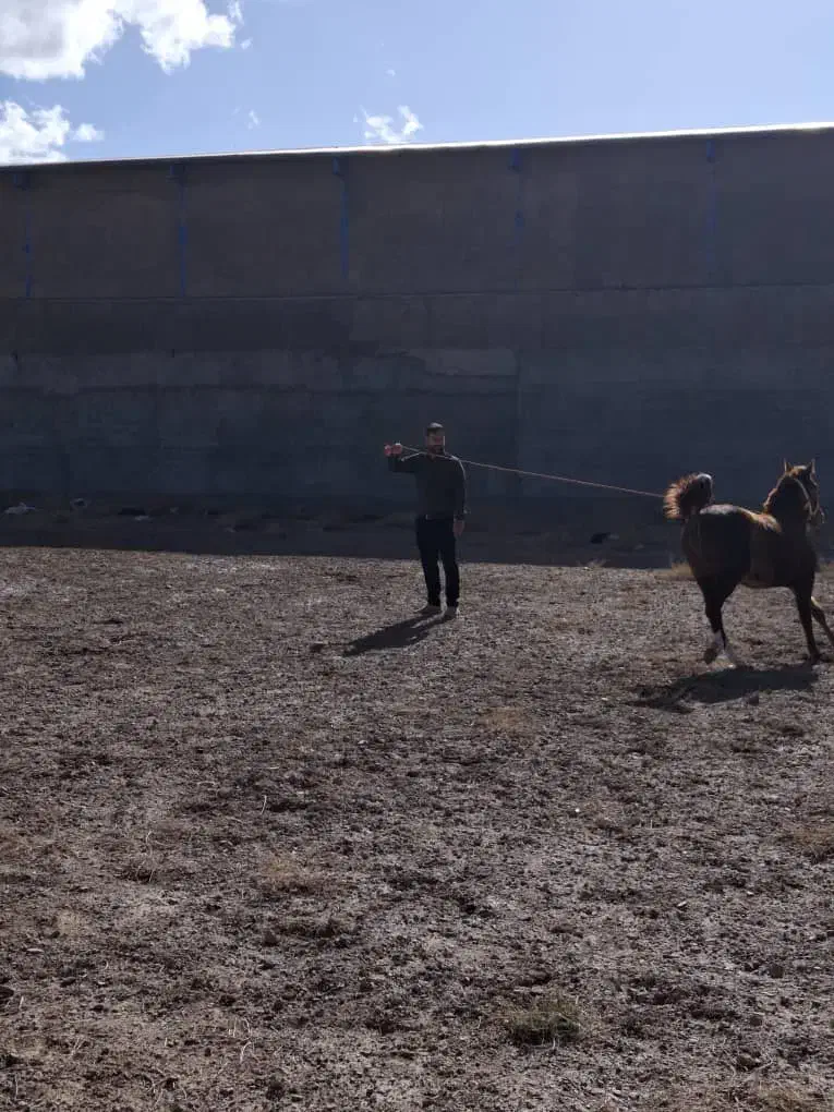 کره مادیان 23 ماهه|اسب و تجهیزات اسب‌سواری|خمینی‌شهر, |دیوار