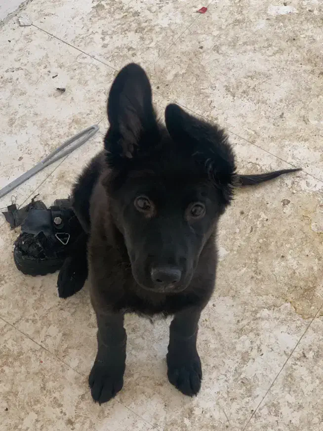 توله ژرمن بلک|سگ|کرمان, |دیوار