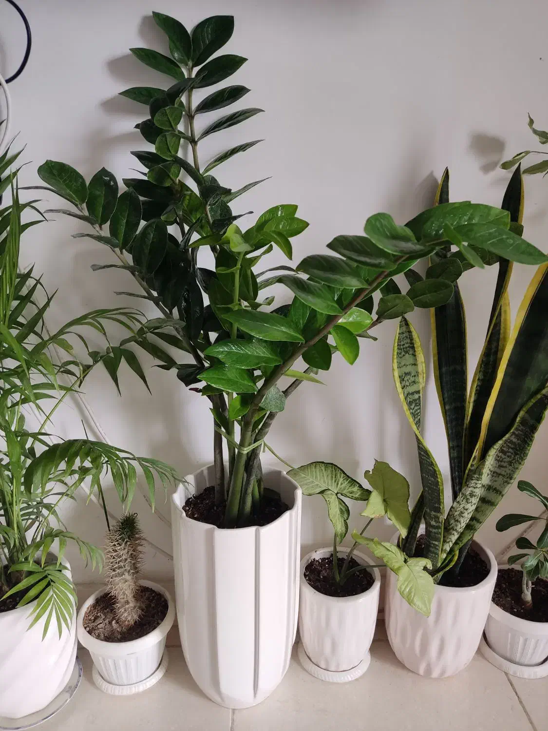 زاموفیلیا سبز غول|گل و گیاه طبیعی|ارومیه, |دیوار