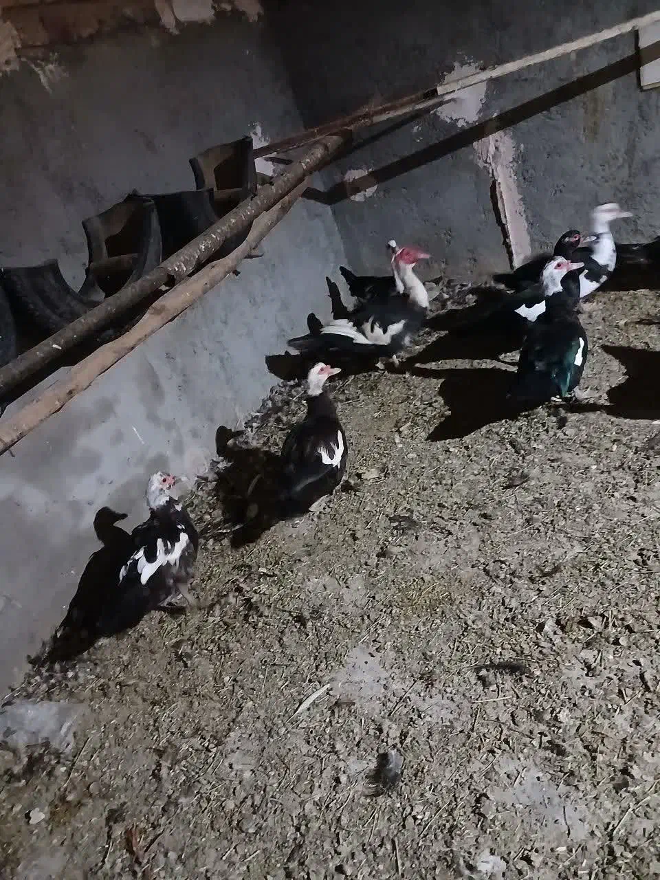 اردک اسرائیلی|حیوانات مزرعه|قم, نخودی|دیوار