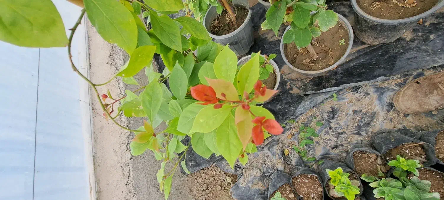 گل کاغذی  ، شاهپسند و شمعدونی|گل و گیاه طبیعی|گرگان, |دیوار