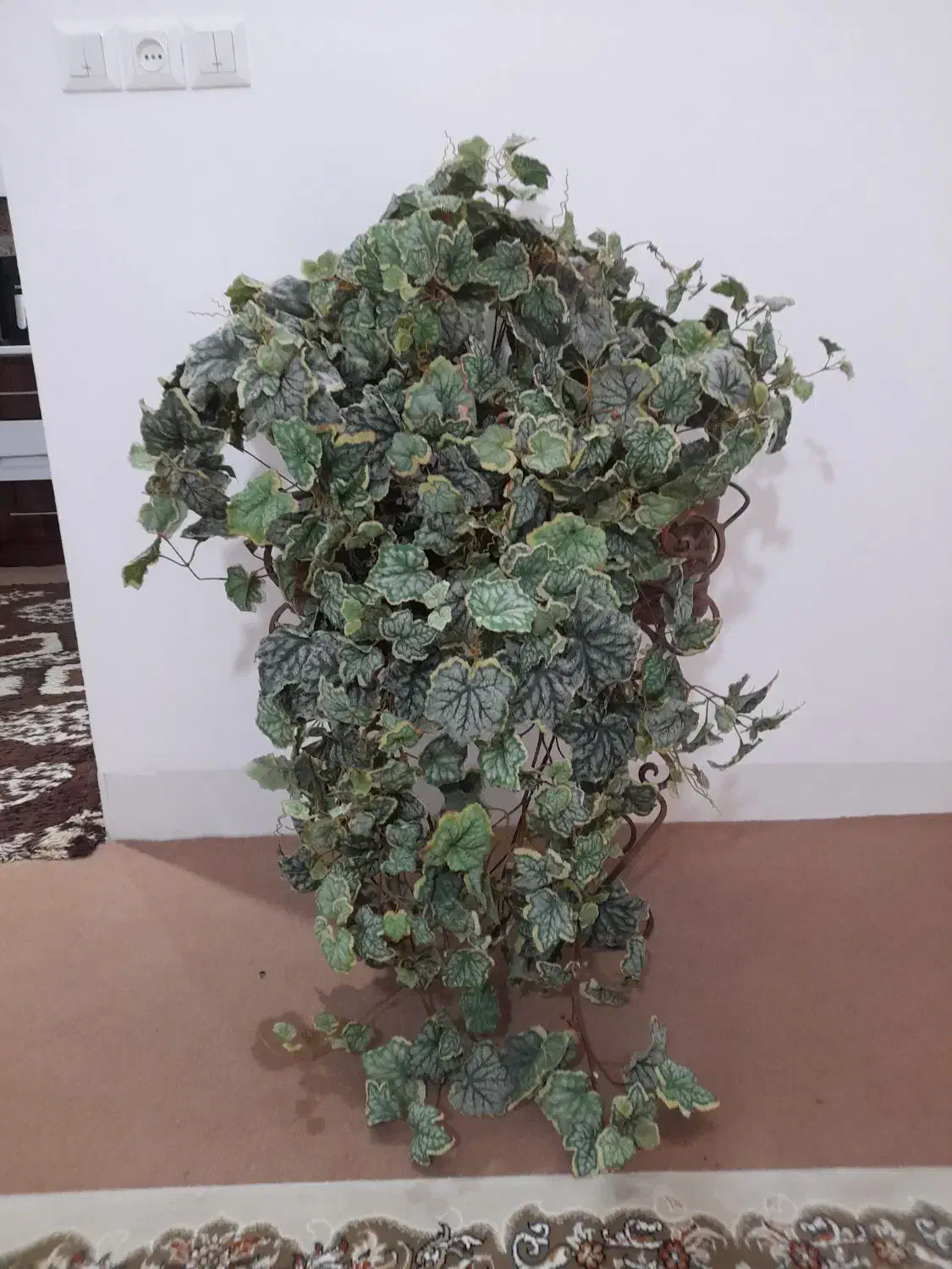 گل خارجی|گل و گیاه طبیعی|قم, دانش|دیوار