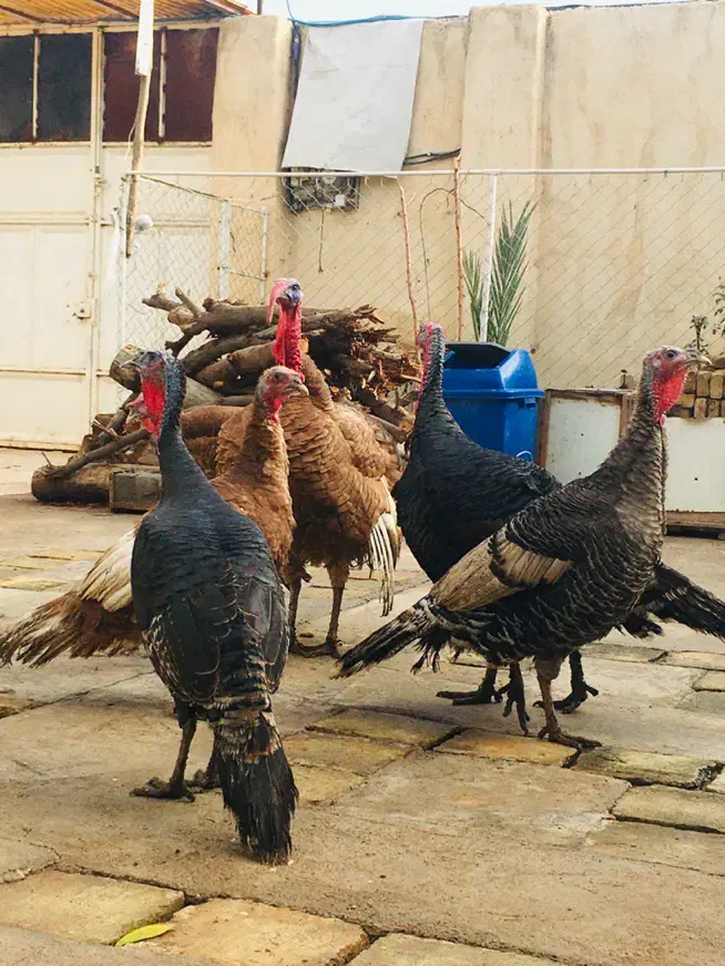 بوقلمون امریکایی|حیوانات مزرعه|اهواز, آریاشهر|دیوار