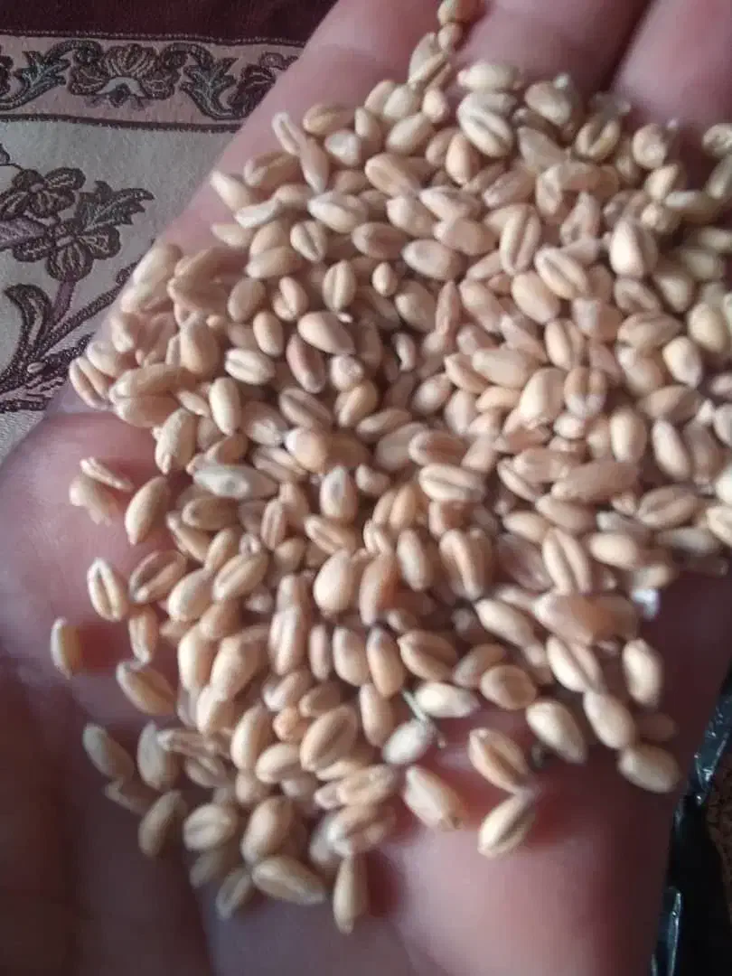 گندوم|عمده‌فروشی|بروجرد, |دیوار