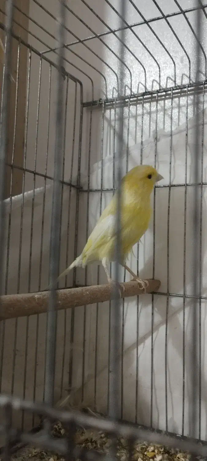 قناری ماده|پرنده|سیرجان, |دیوار