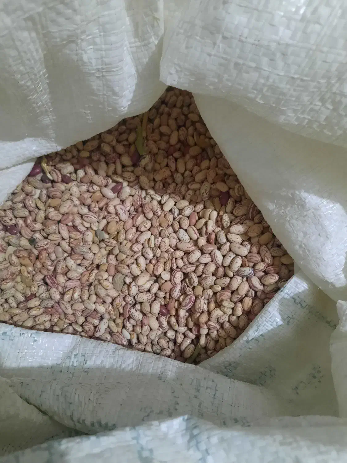 لوبیا چیتی کشت امسال|خوردنی و آشامیدنی|سردرود, |دیوار