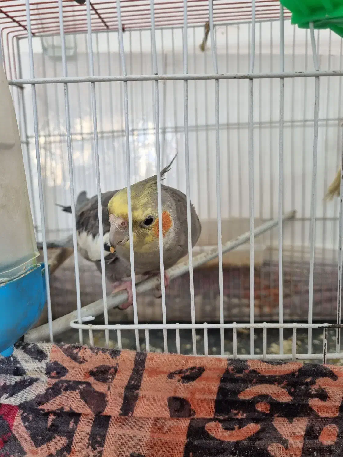 عروس هلندی|پرنده|تربتحیدریه, اندیشه|دیوار