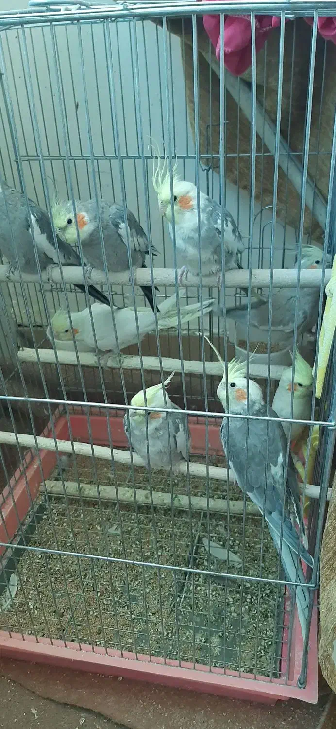 عروس هلندی|پرنده|نوشین شهر, |دیوار