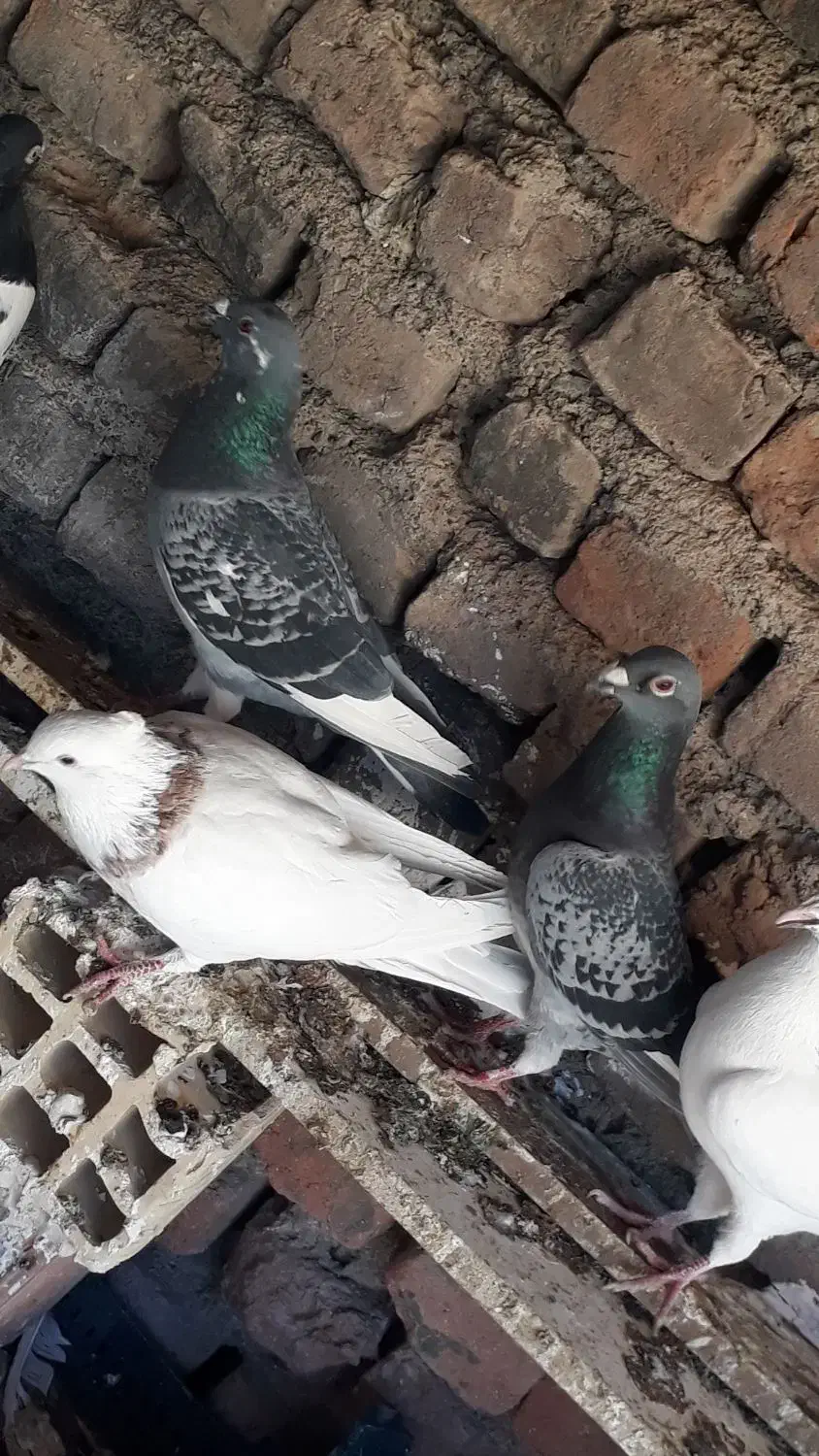 کفتر فروشی|پرنده|سربیشه, |دیوار