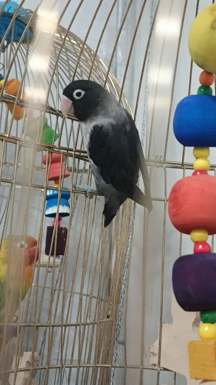 طوطی برزیلی مولد|پرنده|پاکدشت, خاتون آباد|دیوار