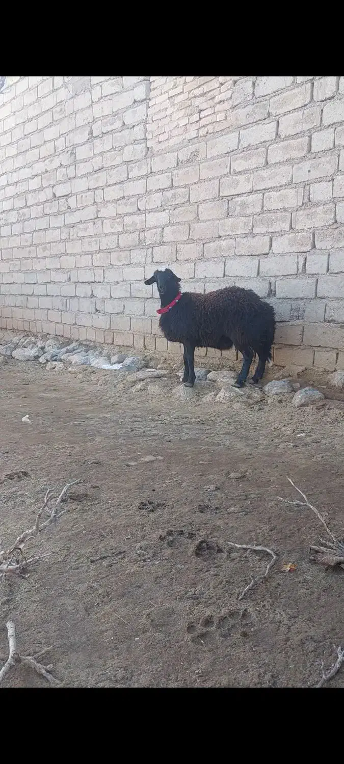 بره قوچی|حیوانات مزرعه|نصر آباد, |دیوار
