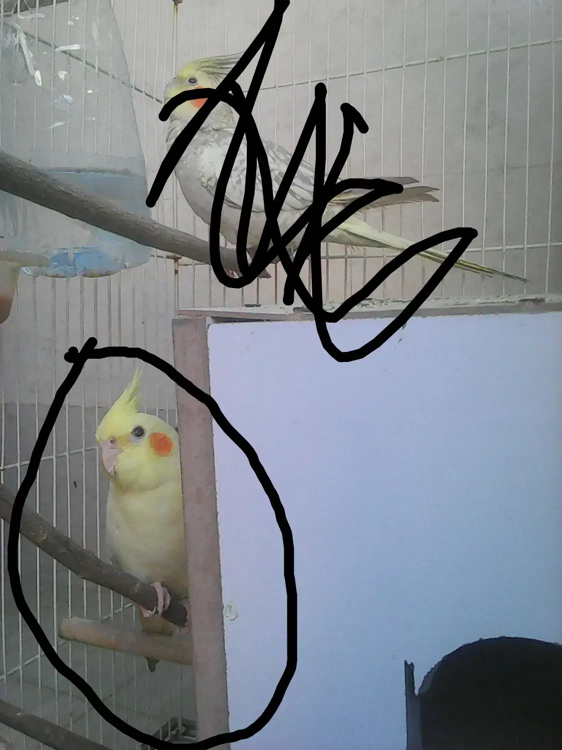 عروس هلندی گمشده|حیوانات|کوهدشت, |دیوار