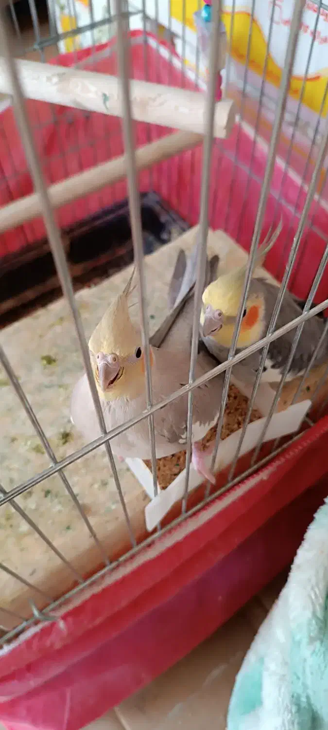 عروس هلندی|پرنده|شیراز, محراب|دیوار