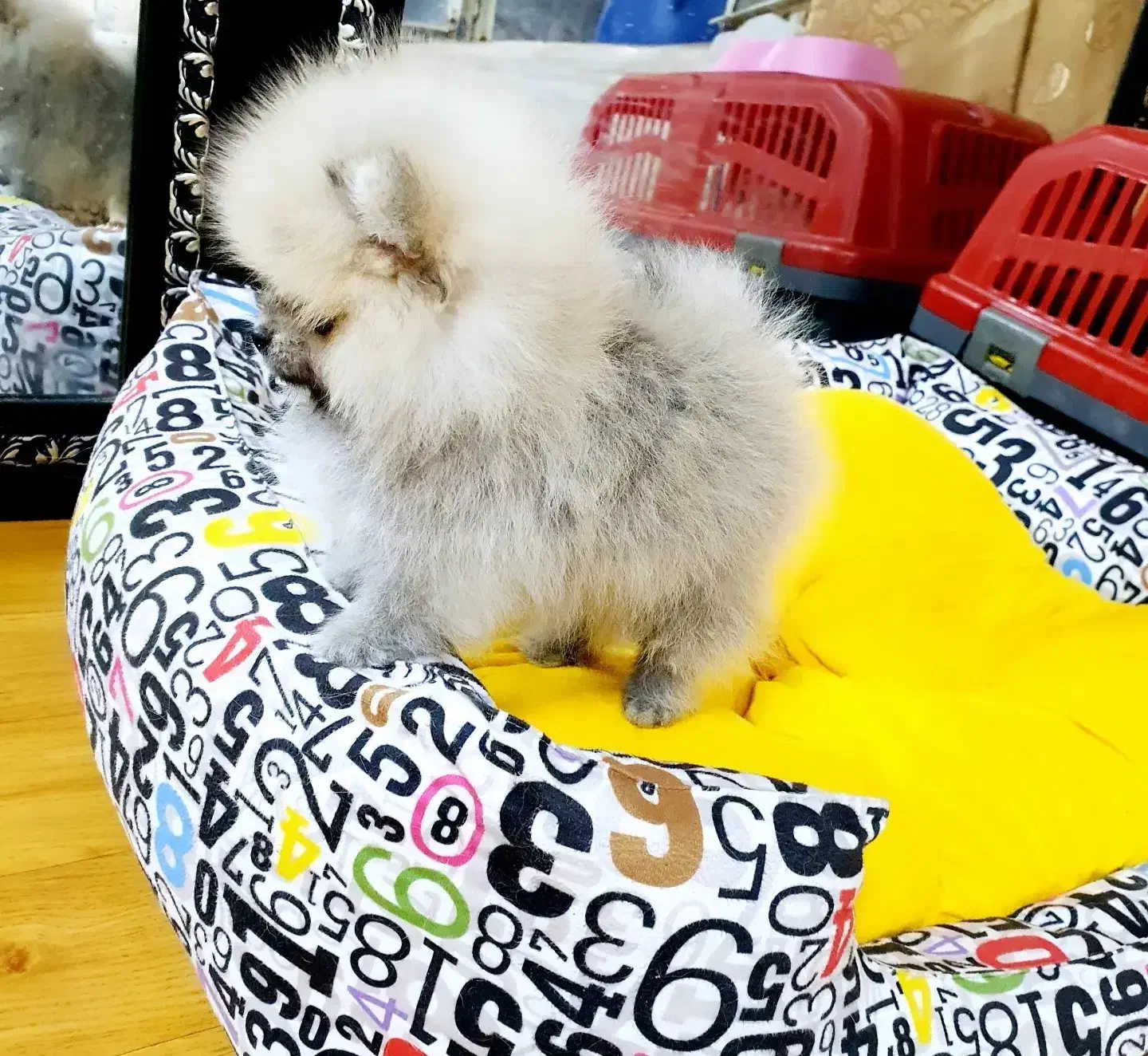 سگ پامرانین|سگ|سنندج, |دیوار