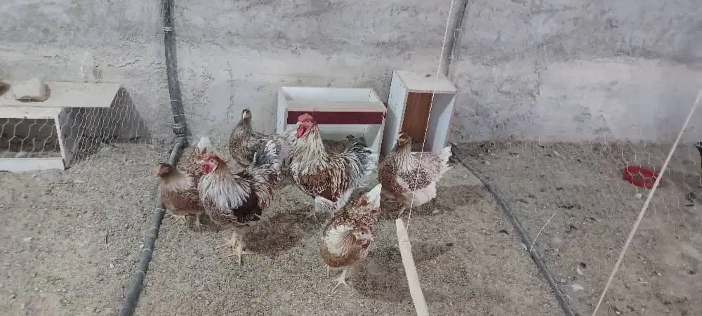 ویاندوت اپنزلر آرکانا ایام سبرایت ابریشمی برهما|حیوانات مزرعه|شیراز, غدیر شمالی|دیوار