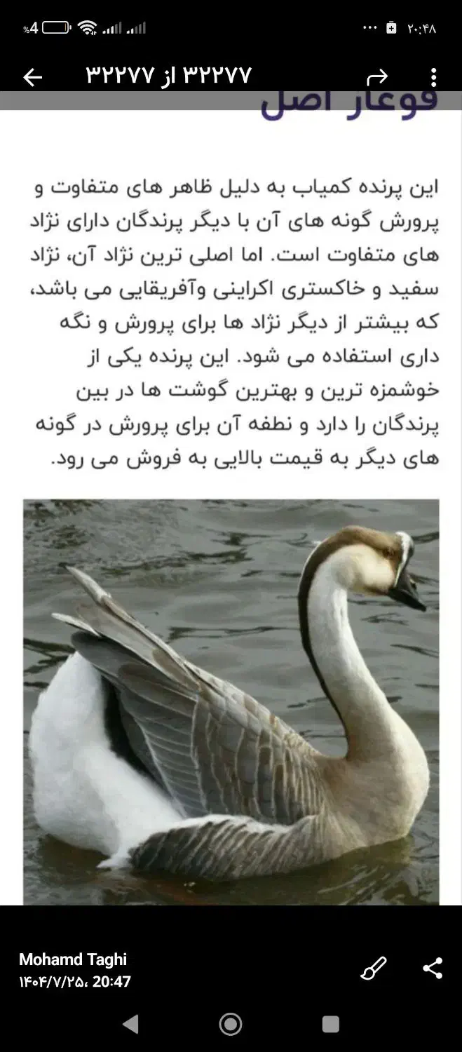 قوغاز|حیوانات مزرعه|شاهرود, |دیوار