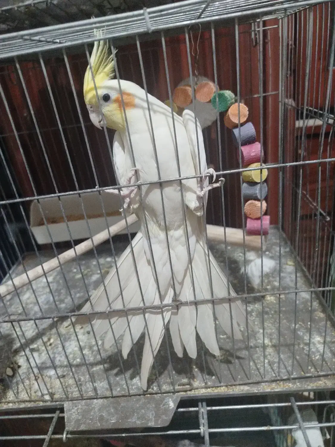 عروس|پرنده|ساوه, |دیوار