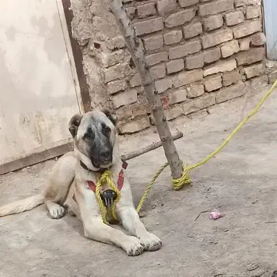 سگ سرابی|سگ|بیرجند, |دیوار